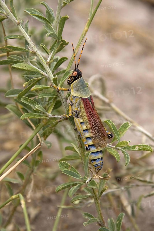 Gaudy grasshoppers