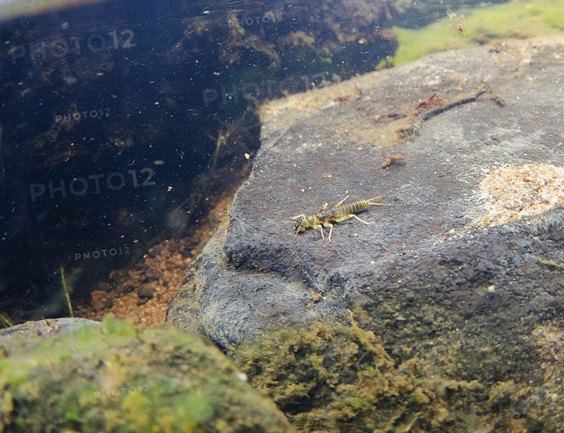 Orange striped stonefly