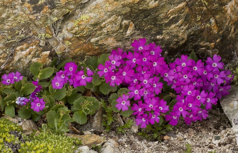 Hairy Primrose