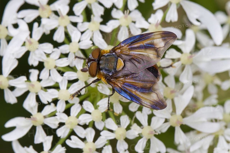 Tachinid tachinid fly