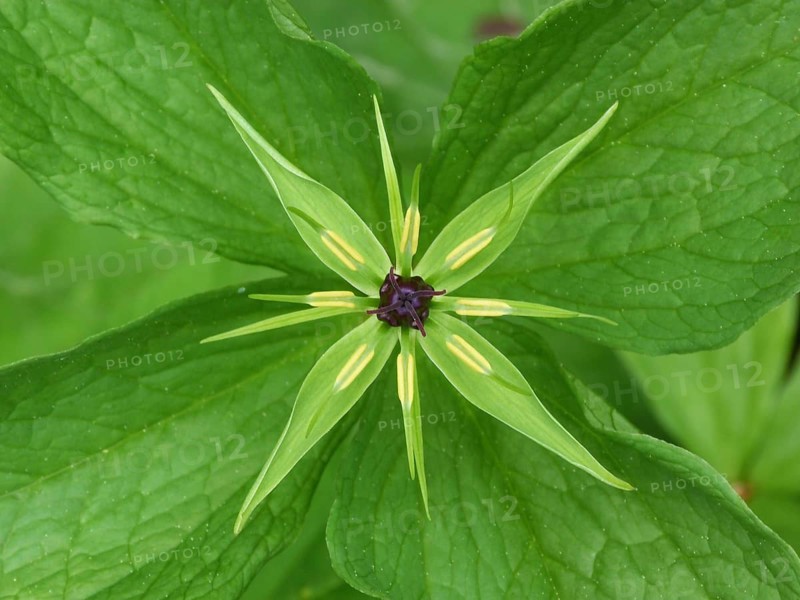 Herb true lover's knot