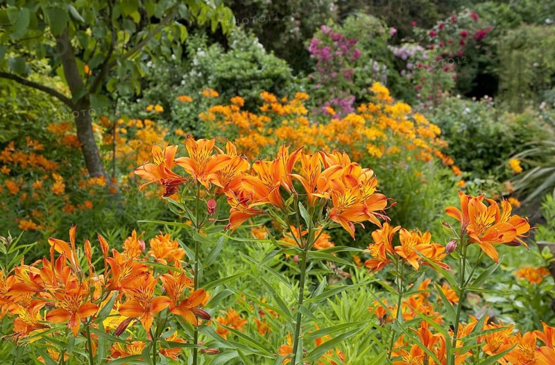 Tiger Lily