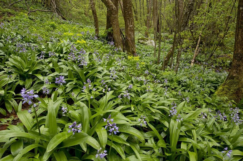 Flowering mass of Pyrenean crayfish
