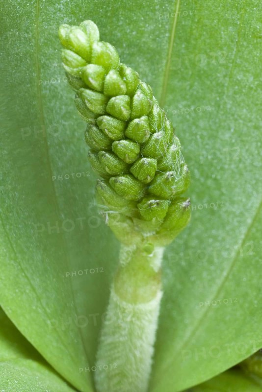 Common common twayblade