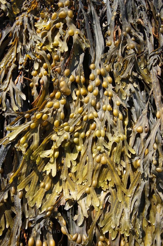 Bladder wrack