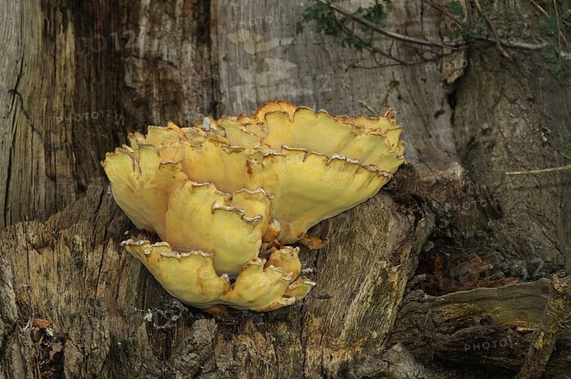 Fruiting bodies of chickenwood