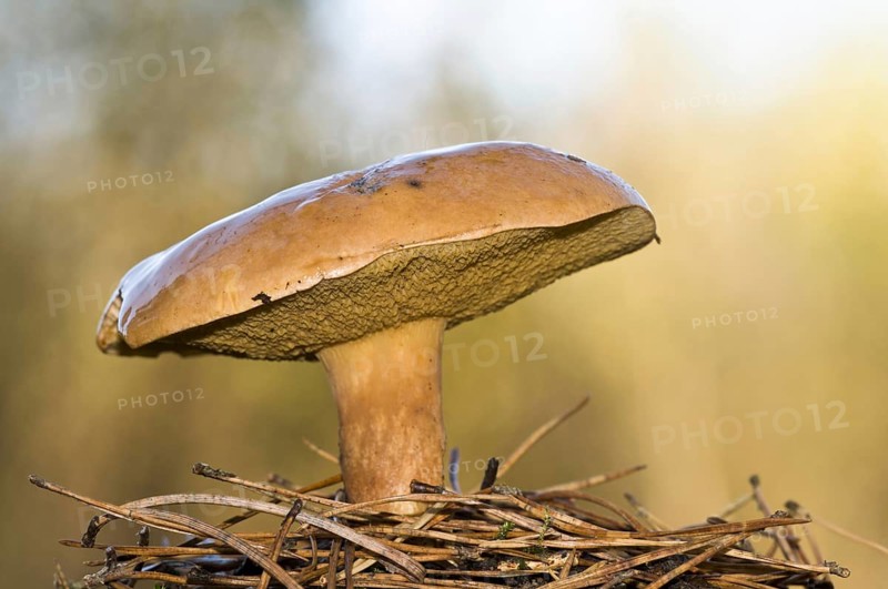 Fruiting body of Bovine Bolete