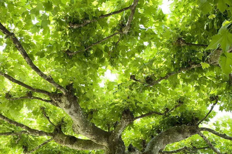 Platanus x hybrida