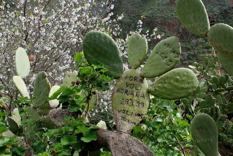 Indian Fig Opuntia