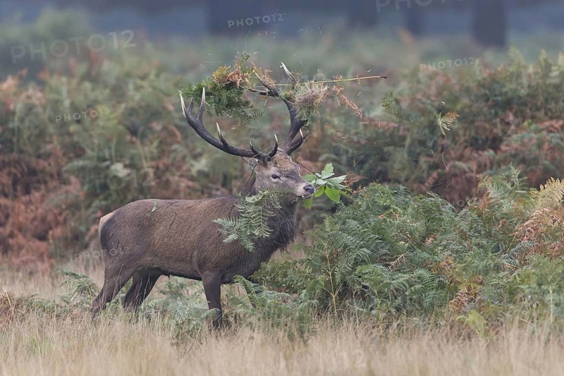 Red Deer