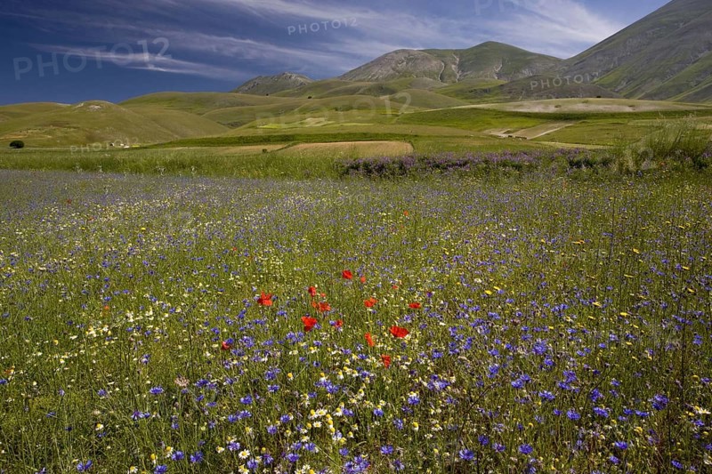 View of flowery strip fields