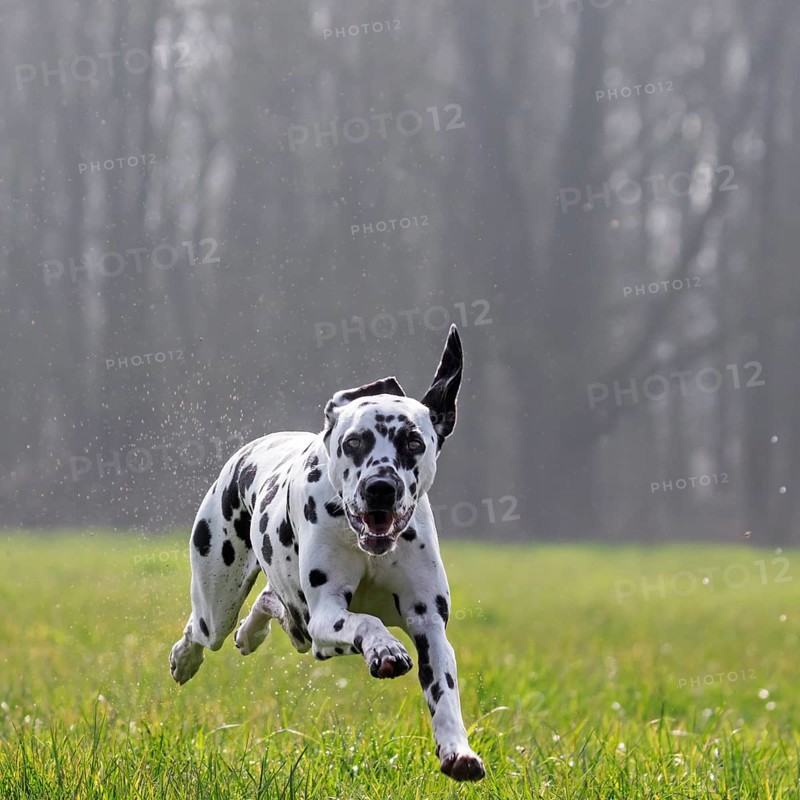 Dalmatian running through wet grass in the field