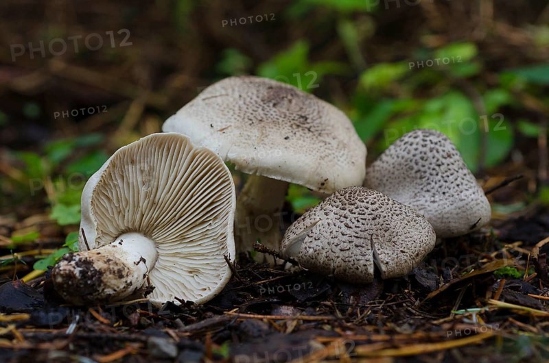 Tricholoma pardalotum