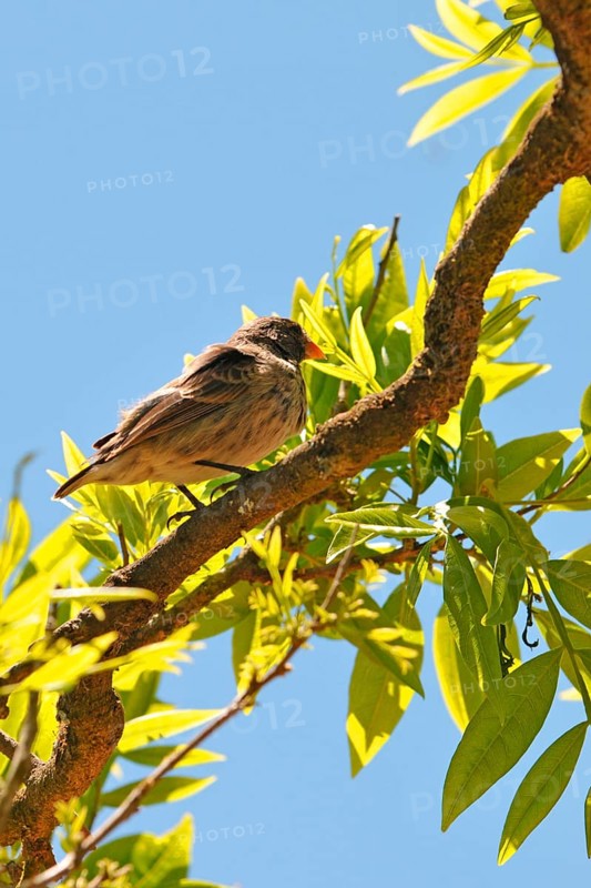 Woodpecker Finch