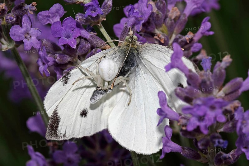 Variable crab spider