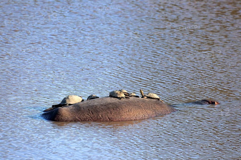 Hippopotamus