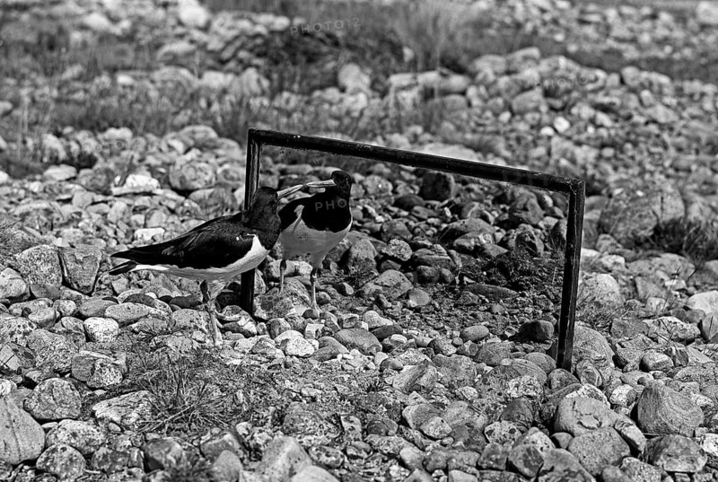 The Oystercatcher looking at its reflection in the mirror