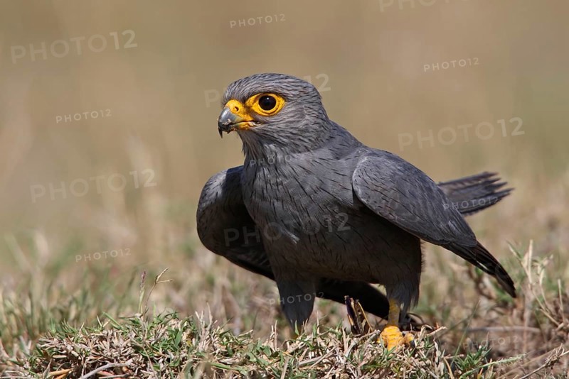 Grey Kestrel