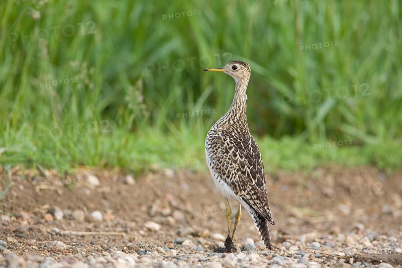 Upland sandpiper