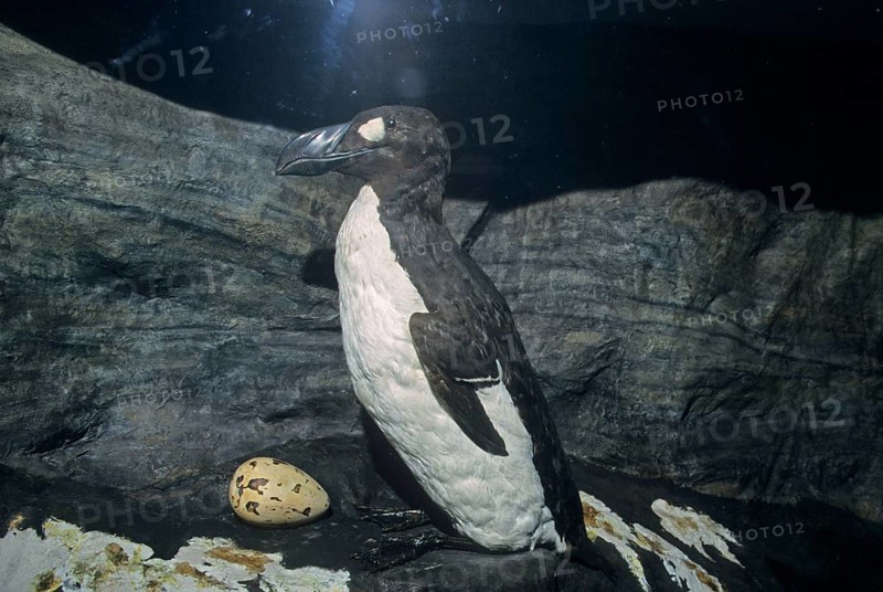 Large great auk