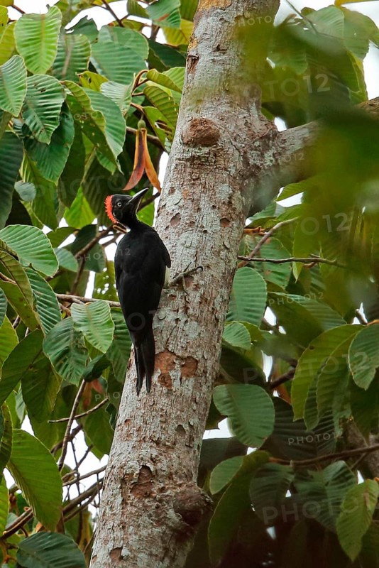 White-bellied Woodpecker