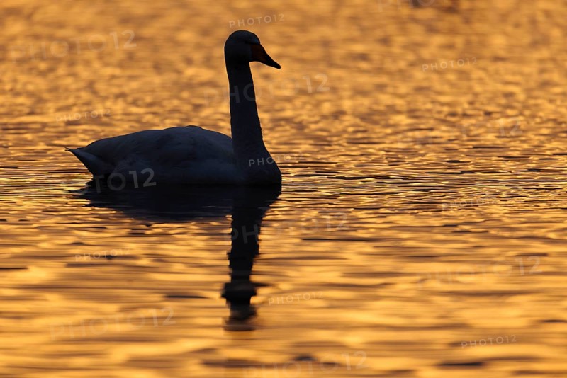 Adult whooper swan