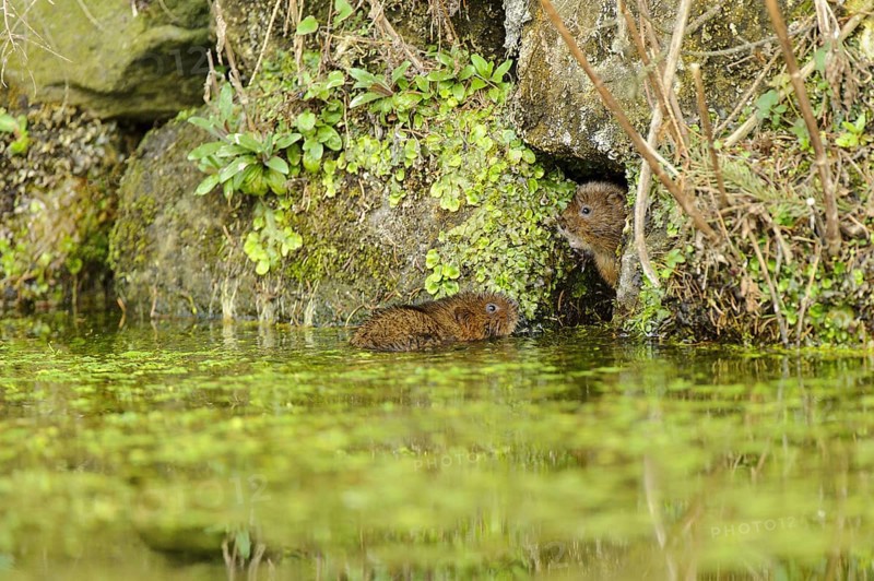 Eastern vole