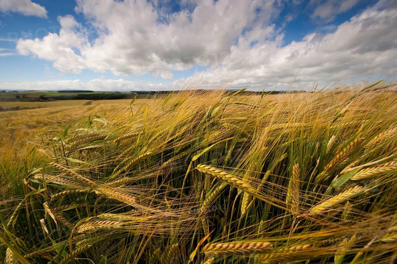 Winter barley
