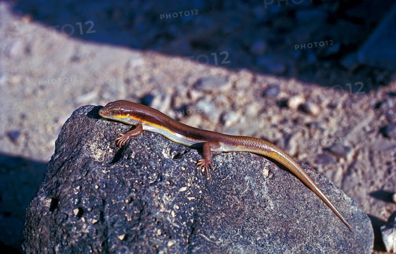 Barbary skink
