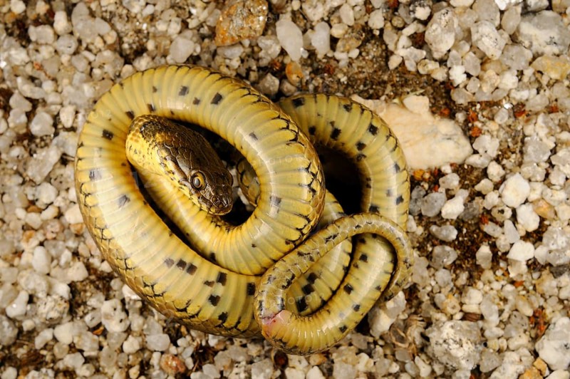 Viperine Snake