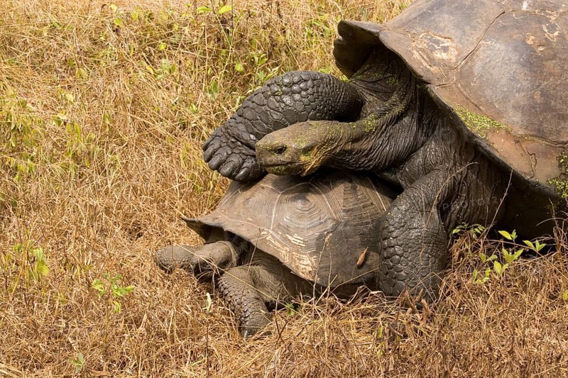 Testudo elephantopus porteri porteri porteri