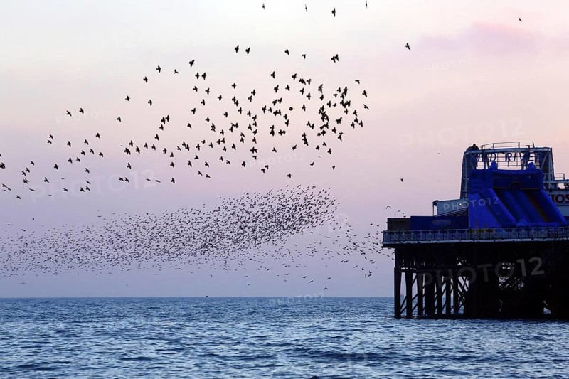 Common common starling