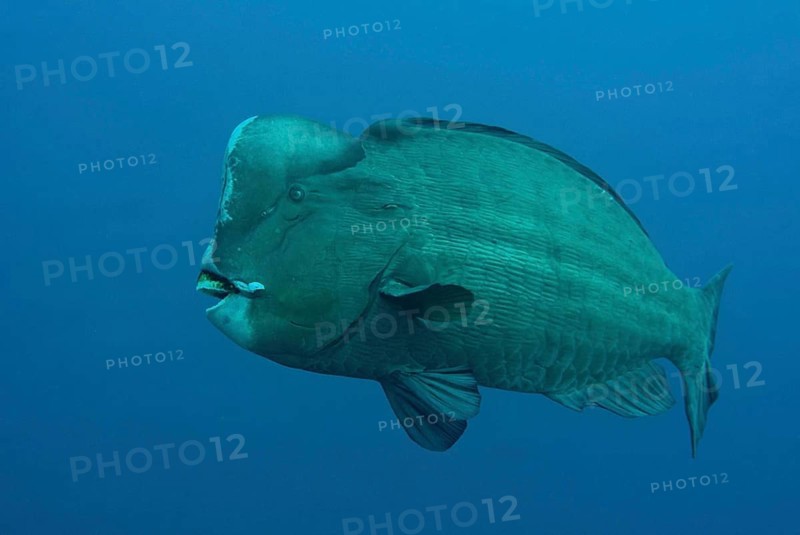 Bumphead Parrotfish