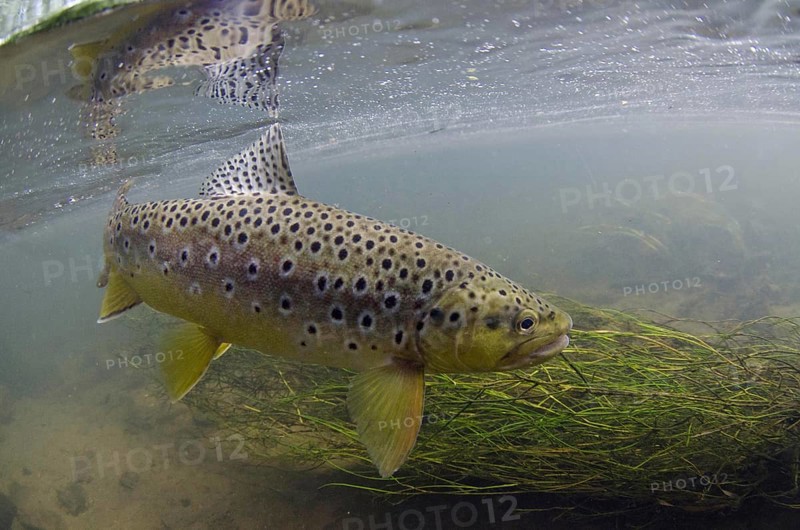 Salmo trutta forma fario