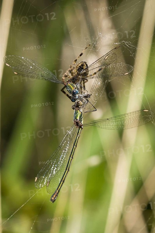 Adult european garden spider