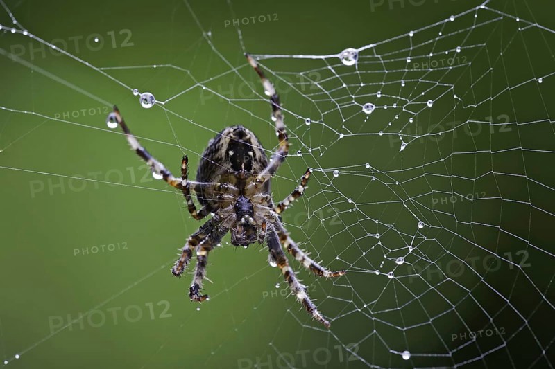 Garden cross spider