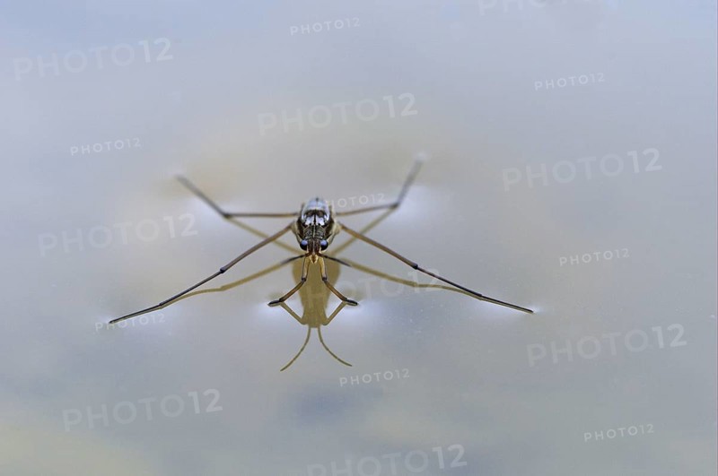 Hydrometra lacustris