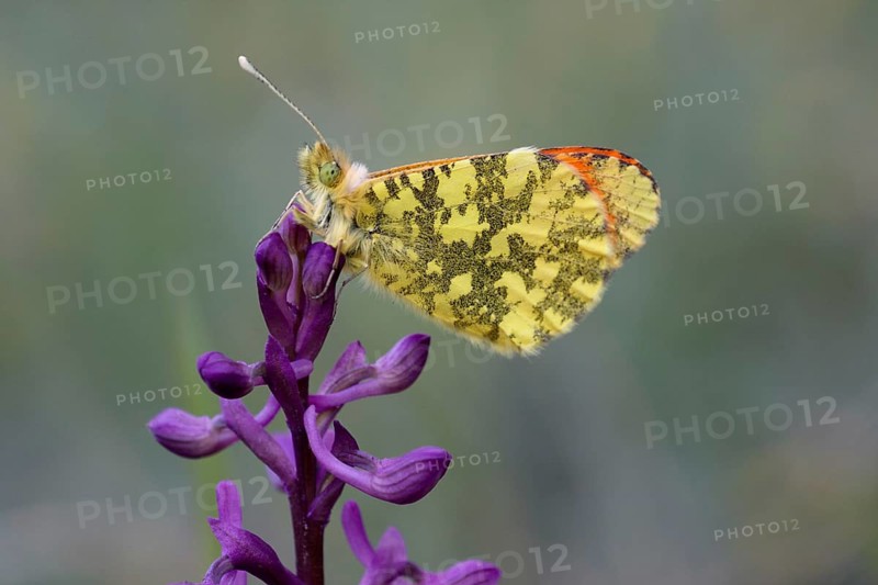 Eastern eastern orange tip