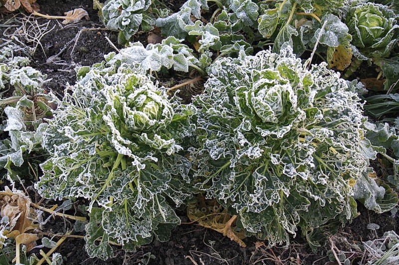 Vegetable cabbage