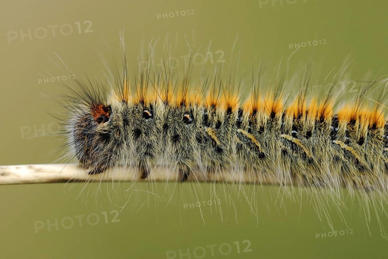 Grass Eggar