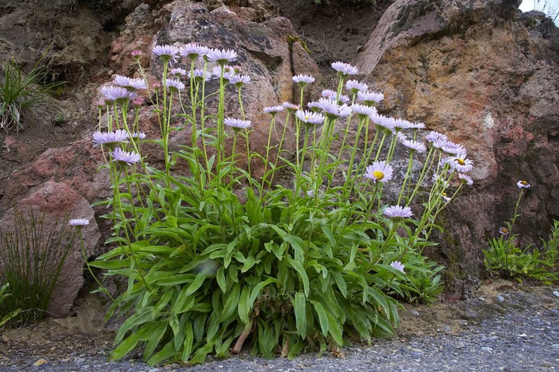 Flowering subalpine fleabane