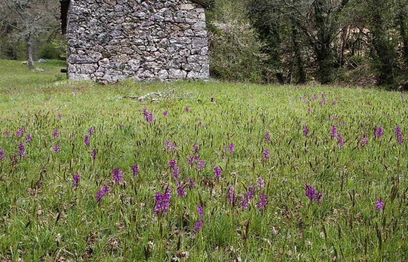 Green-winged flowering orchid