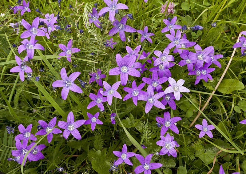 Spreading bellflower