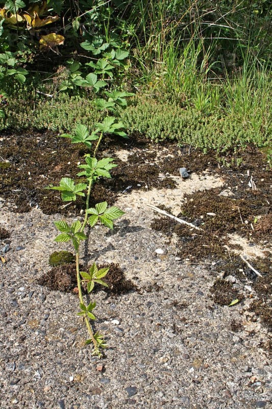 Blackberry