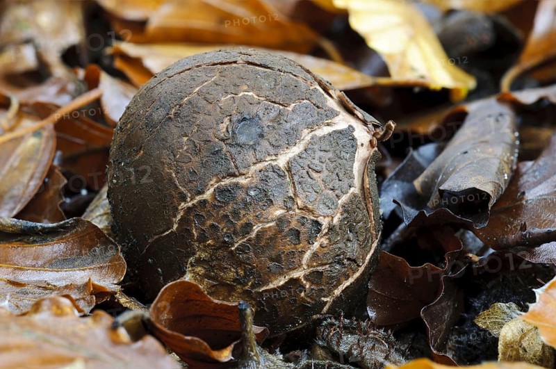 Common Earth-star
