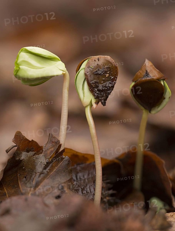 Seedlings of copper beech