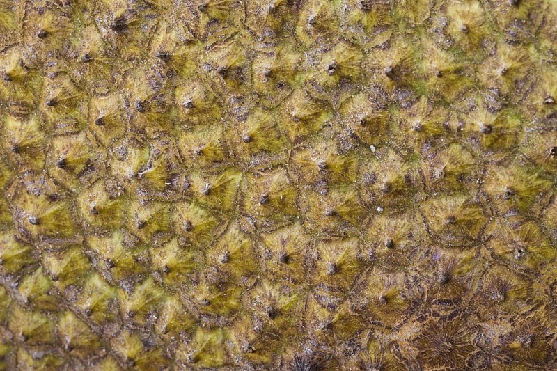 Jackfruit tree