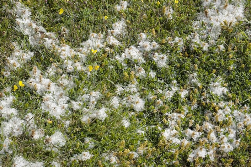 Dispersal of creeping willow