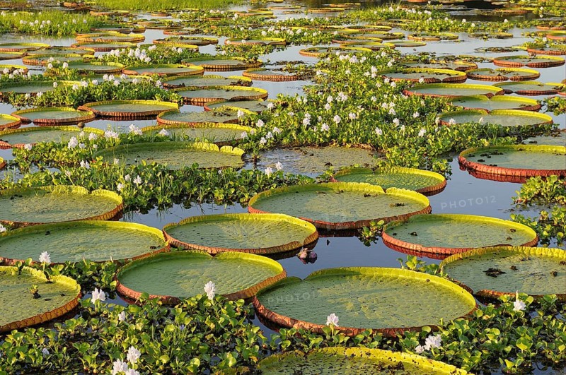 Amazon water lily