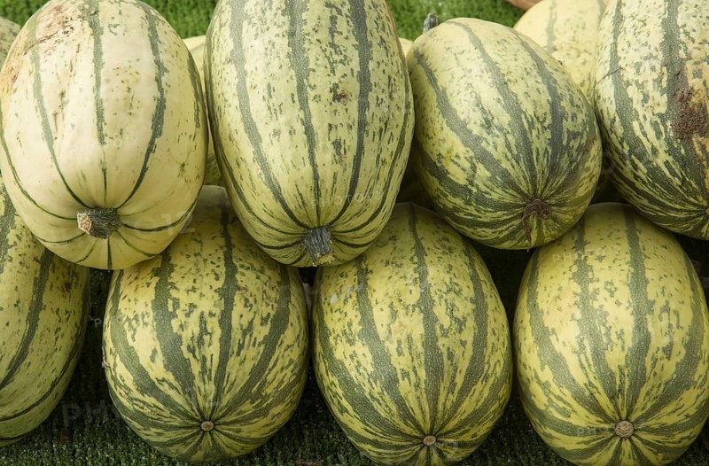 Squash